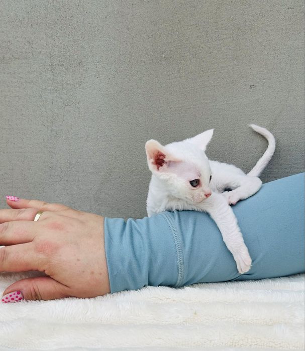 Biały kocurek Devon Rex