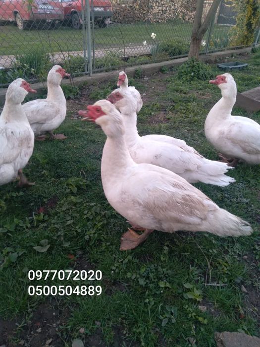 Продам качурів шипунів.