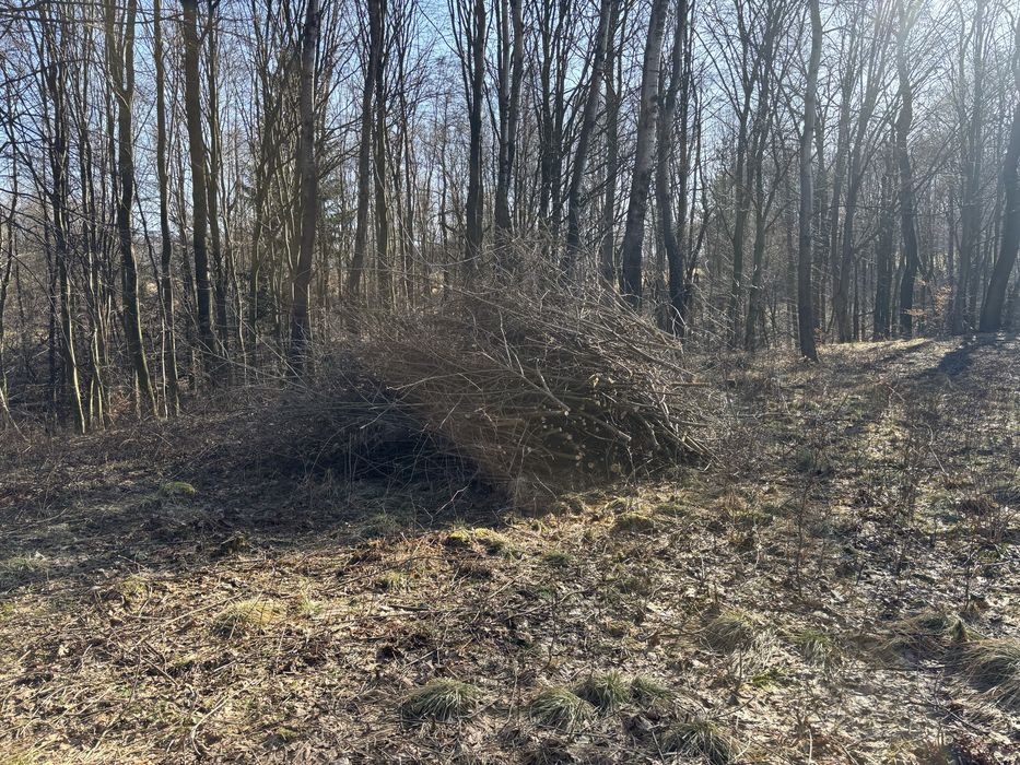 Oddam gałezie za darmo
