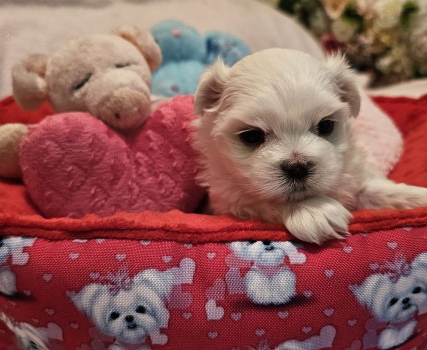 Maltańczyk piękna sunia [FCI]