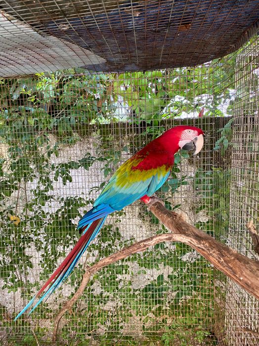 Vendo Arara Chloroptera ou compro fêmea