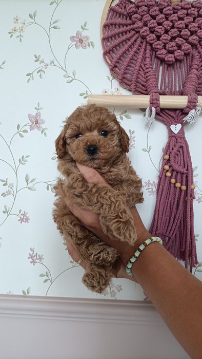 Suczka maltipoo F1B