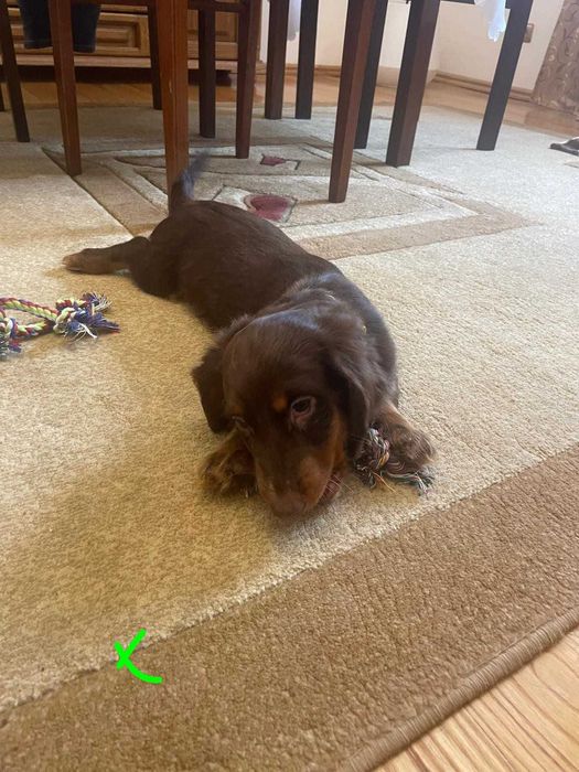 Jamnik długowłosy -chocko tan piesek