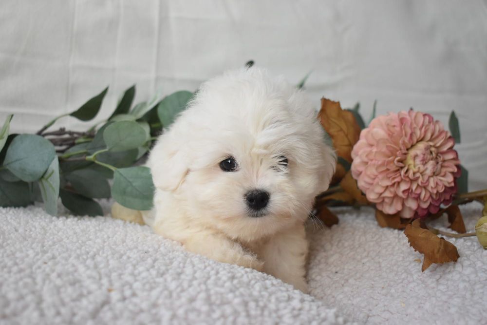 Bichon Maltês Mini . Pronto para entrega.