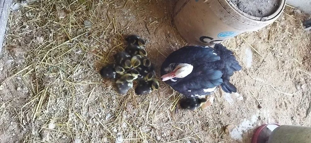 Vendo patos  Toulouse patos de carne ninhada a sair  daqui um mês