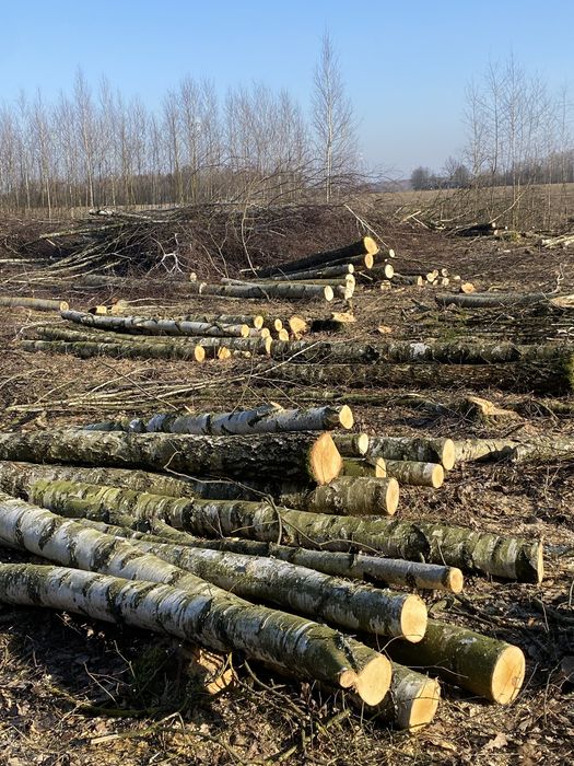 Drewno opałowe na każdą kieszeń