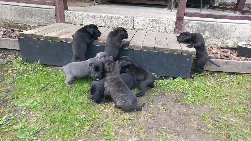 Цуцики Кане Корсо