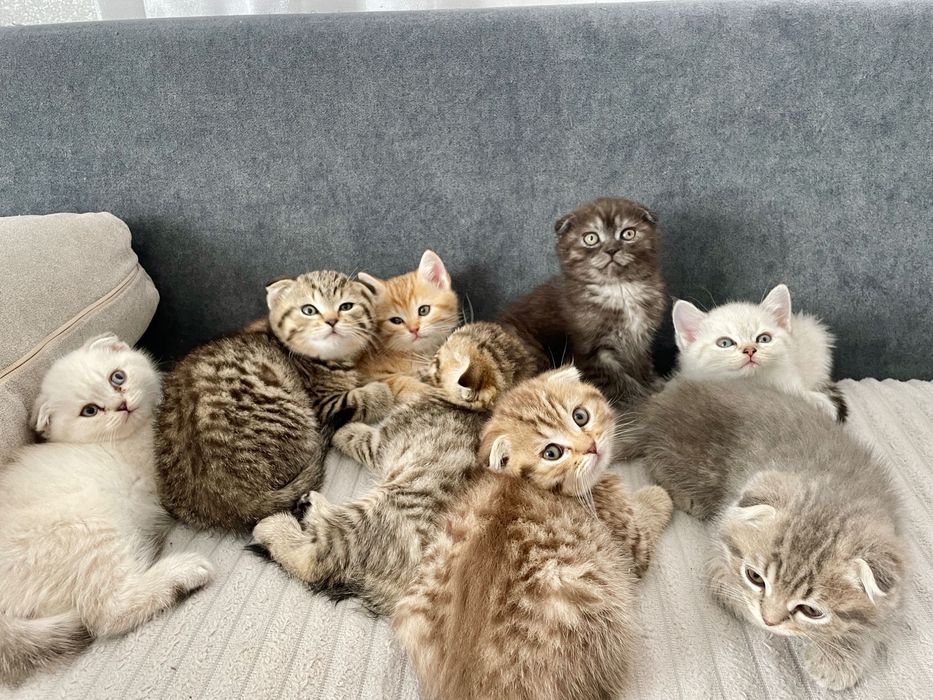 Шотландські кошенята