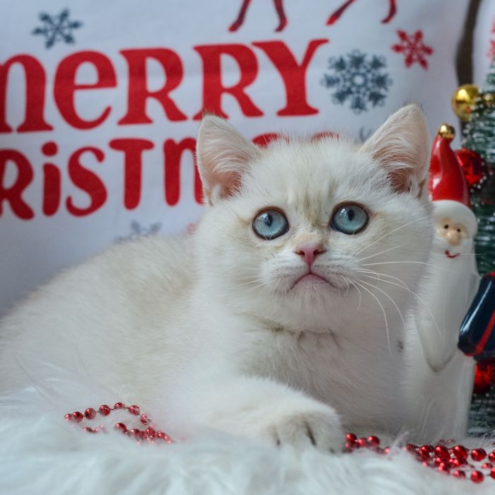 Британський котик шиншила поінт