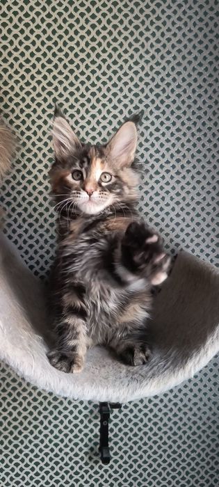 Котенок Мейн Кун