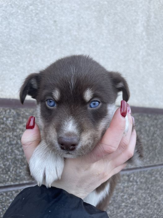 Цуценяти хлопчики