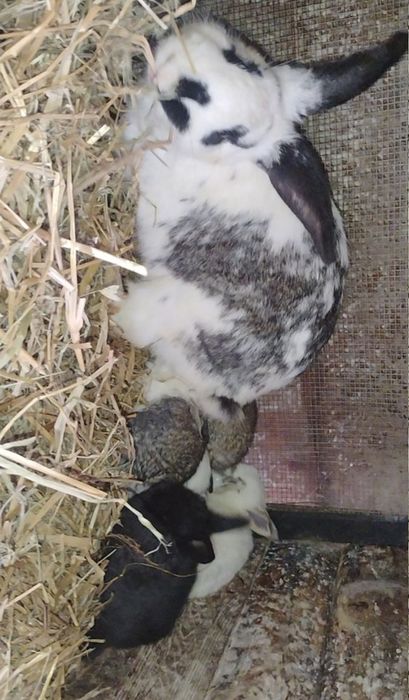 Sprzedam króliki (19 królików )