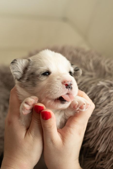 Коргі кардиган