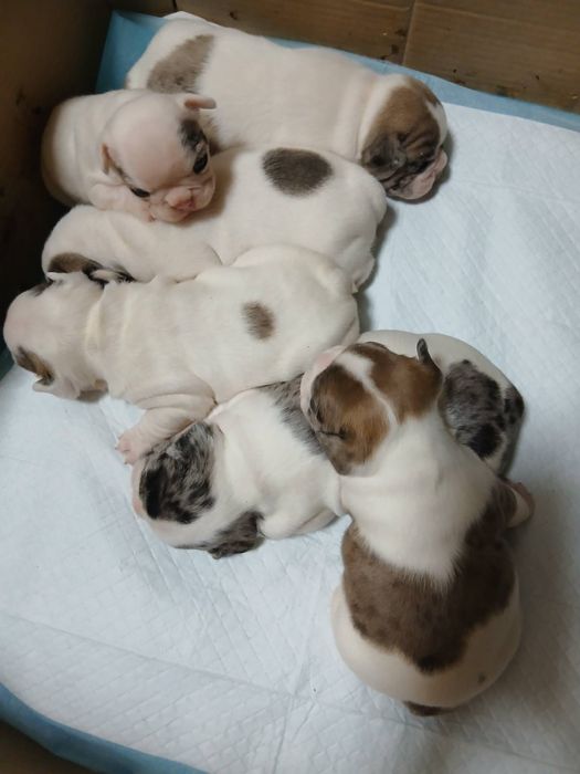 Щенята Французького бульдога