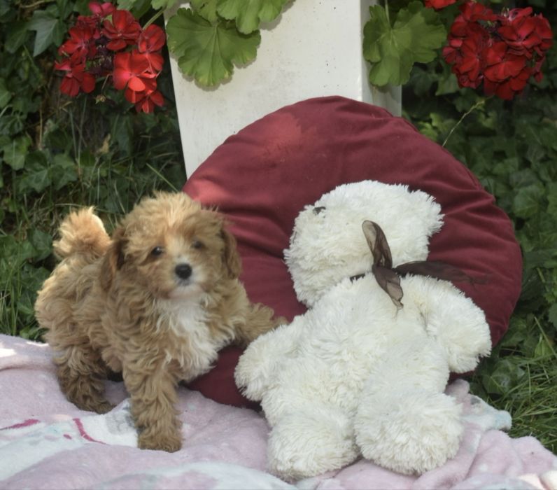 Maltipoo Antonina-Antosia
