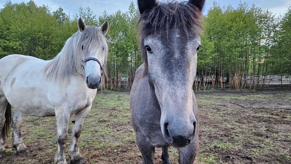 Basia i Mela, dwie zdrowe klacze do bezpłatnej adopcji