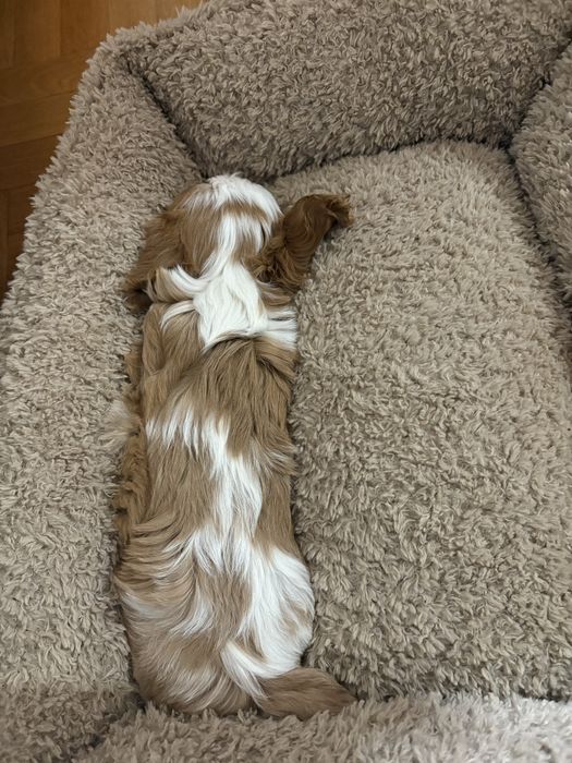 Cavalier King Charles Spaniel FCI piesek blenheim