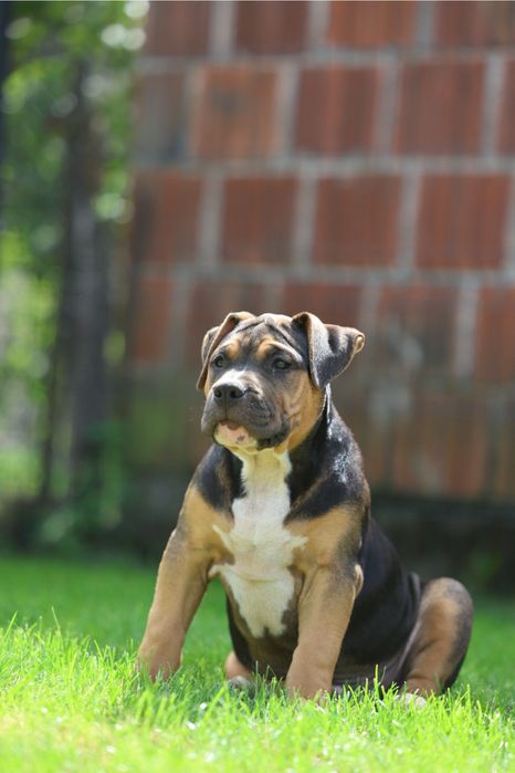 Szczeniak American Bully XL