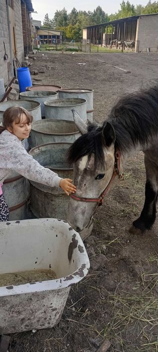 Sprzedam klacz pełne pochodzenie maść siwa księga źrebiąt PKZ