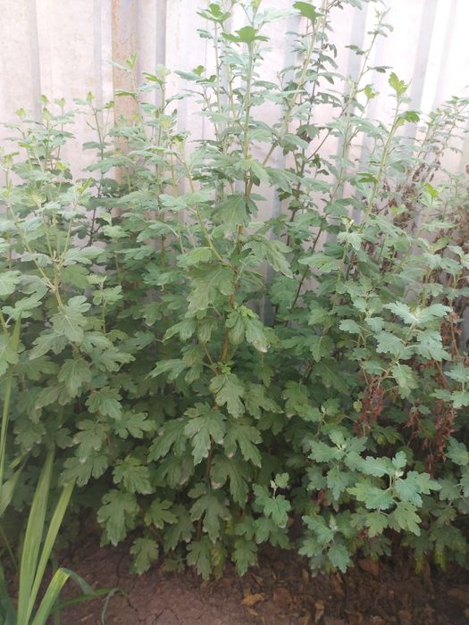 Високорослі хризантеми жовтого кольору