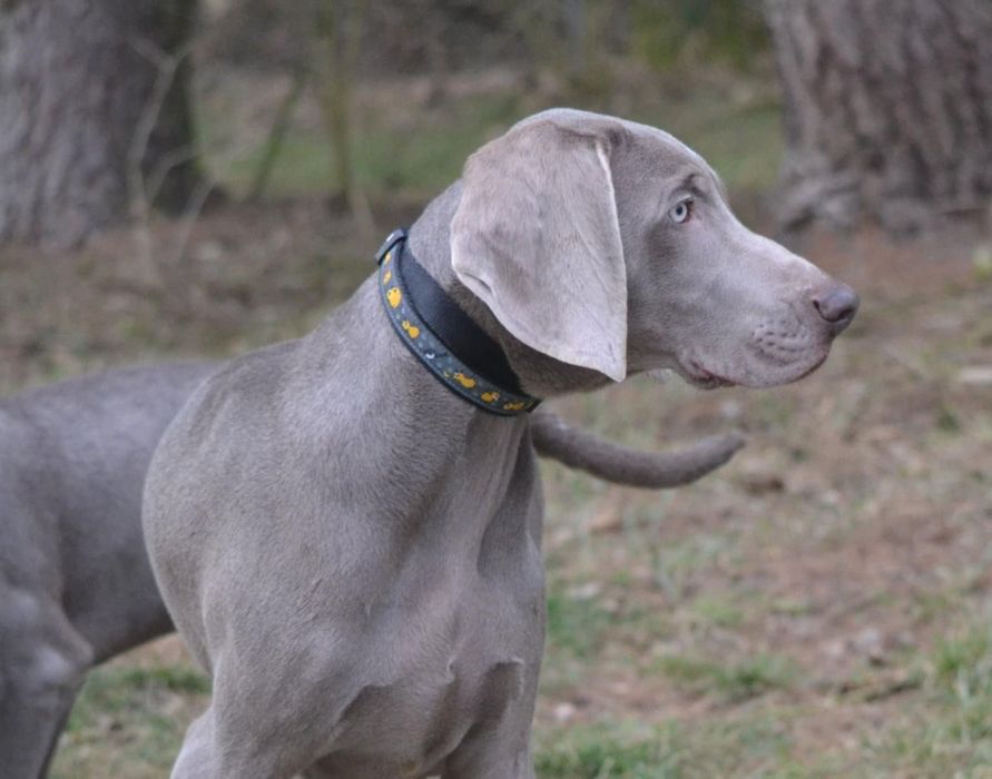 Wyżeł weimarski szczenię