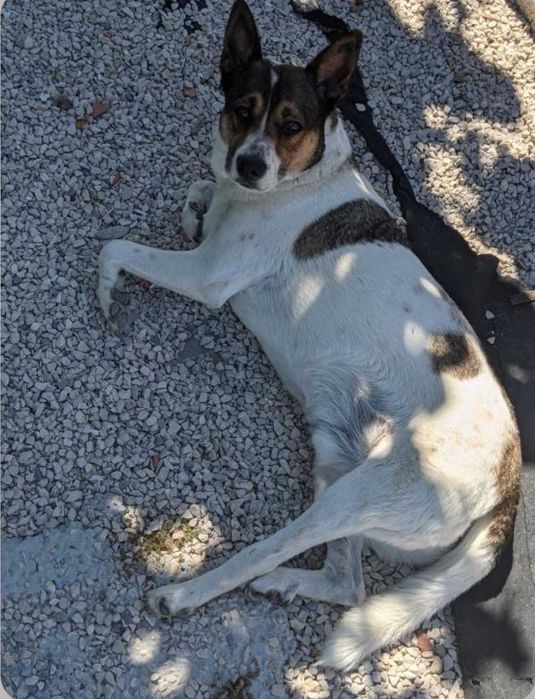 Cão super carinhoso para adoção
