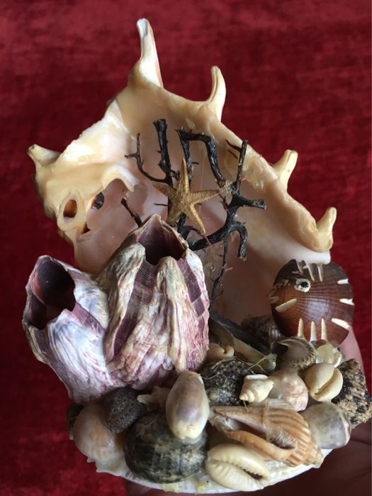 Ракушка ракушки много ракушек