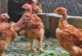 іспанка червона інкубаційне яйце