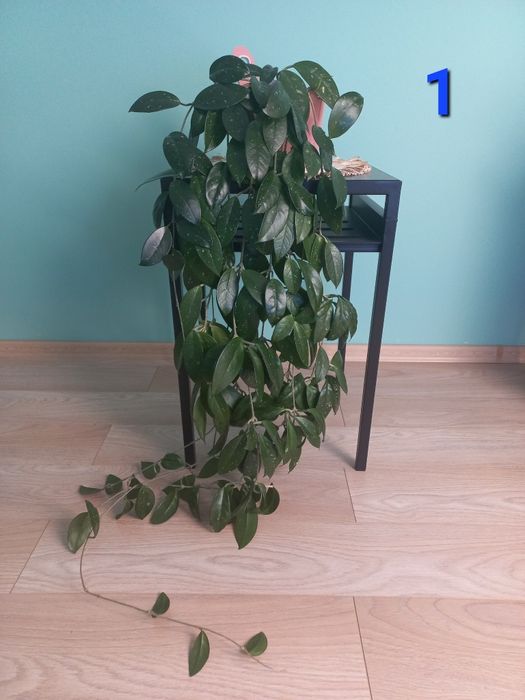 Hoja kwiat doniczkowy, roślina pokojowa