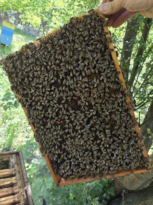 Pszczoły rodziny pszczele