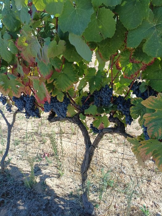 Uvas brancas e tintas para vinho