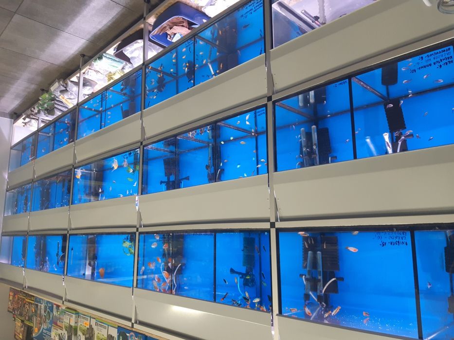 Danio Pręgowany (welon)