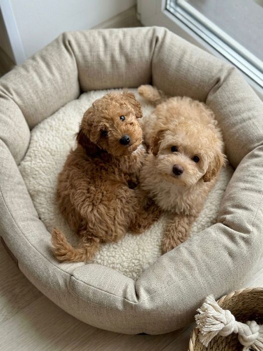 Мальтипу Хлопчик f1 та Дівчинка f2