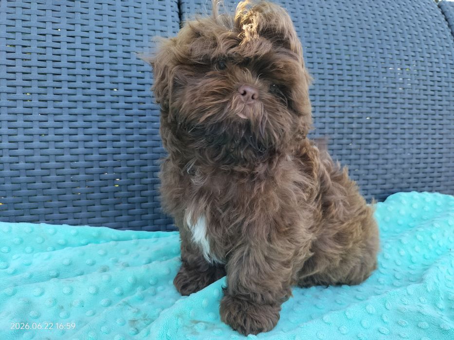 Czekoladowy chłopak Shih Tzu