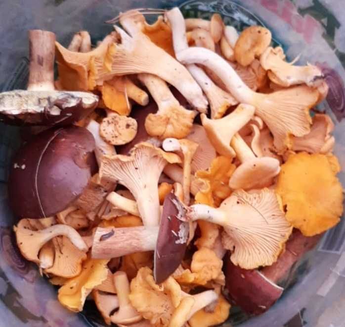 Grzyby świeżo zbierane na zamówienie