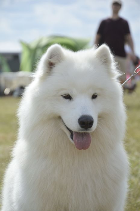 Samoyed/ Samojed ZKwP/FCI *Plany hodowlane WIOSNA 2026*