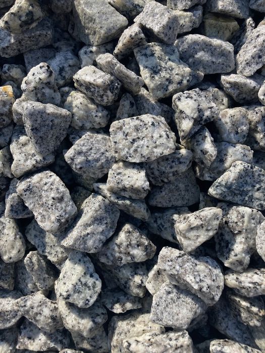 Grys dalmatyńczyk i grafitowy