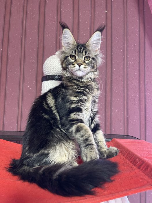 Девочка Мейн-Кун ST*Olympus Pride W*Colibri