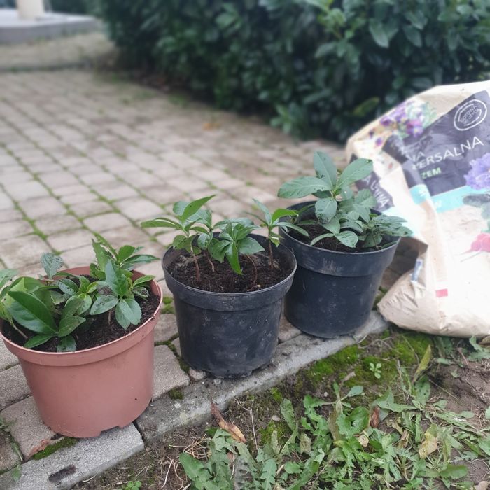 LAUROWIŚNIE  sadzonki .