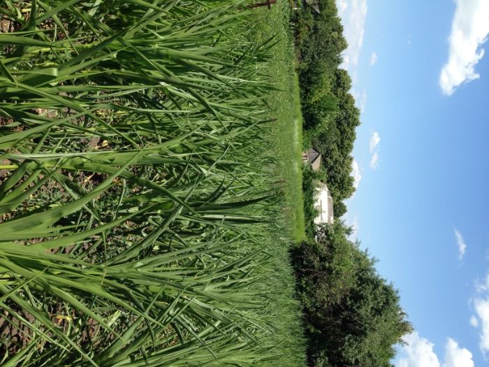 Продається будинок в місті Мена Чернігівської області.