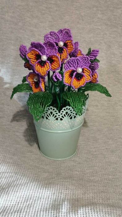 Фіалка триколірна "братки"