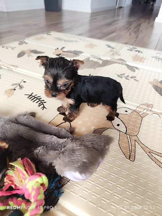 York sunia gotowa do odbioru metryka czip wyprawka