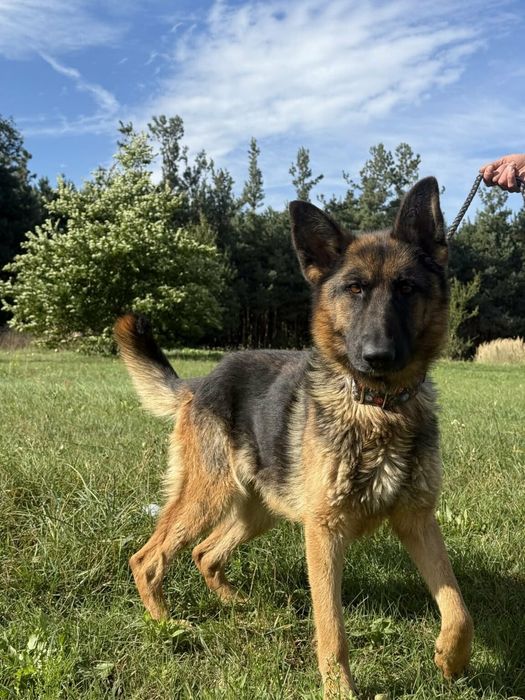 Gaja w typie owczarka do adopcji