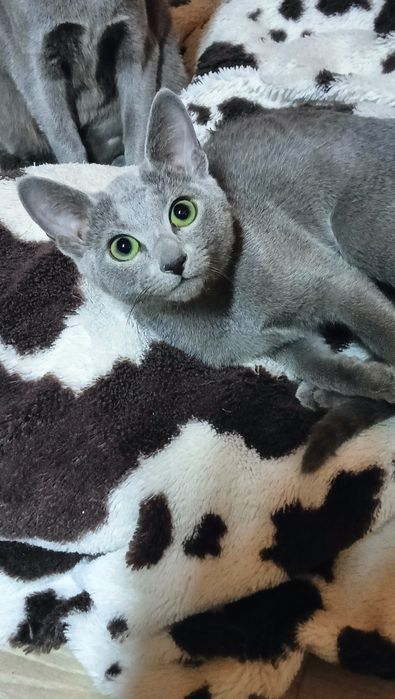 Kot Rosyjski Niebieski FPL