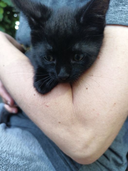 Отдам котят в семью