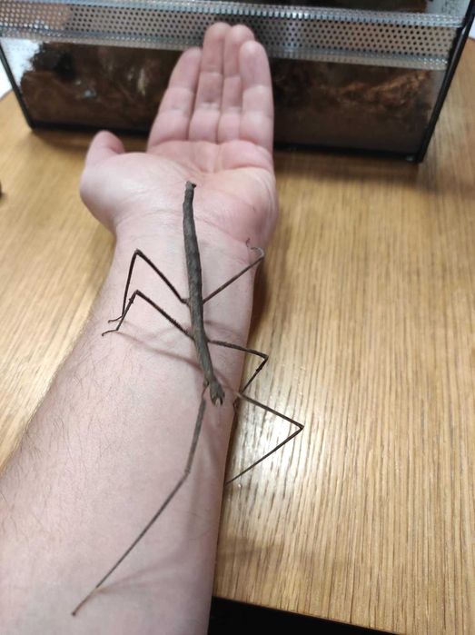 Patyczaki rogate – młode z własnej hodowli | idealne dla dzieci |