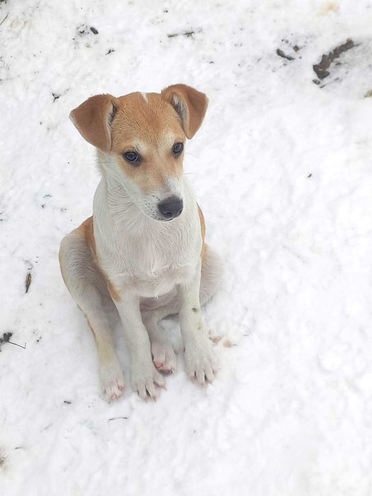 Do adopcji dwie rude, urodziwe suczki