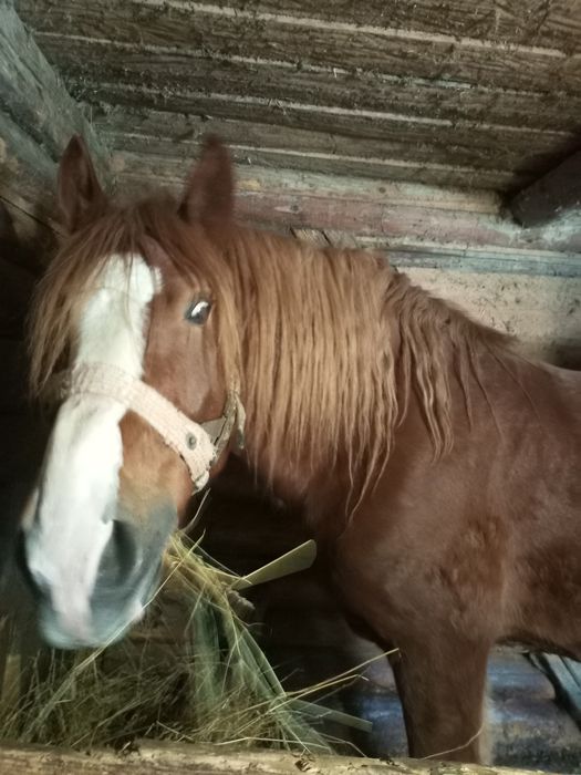 Продам 7 річного,кастрованого Коня.