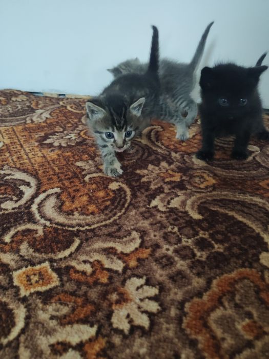 Віддам кошенят в добрі руки
