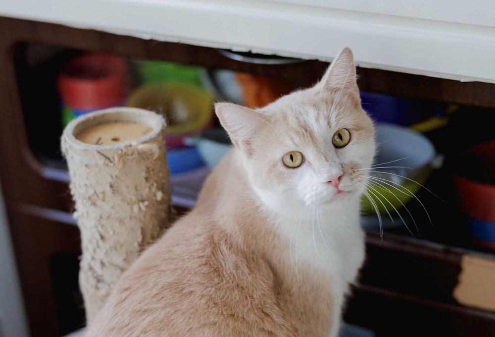 Ніжний Персей (2 роки) мріє про добрих господарів. Кастрований. Кот